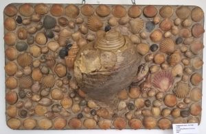 Tasmanian shell picture - 1920