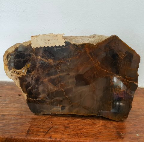 A sample of Tasmanian fossilized timber from the Westbury Museum