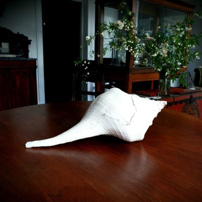 Syrinx Aruanus c1920