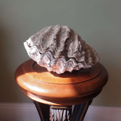 A small Giant Clam c1930